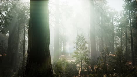 Sequoia-National-Park-under-the-fog-mist-clouds